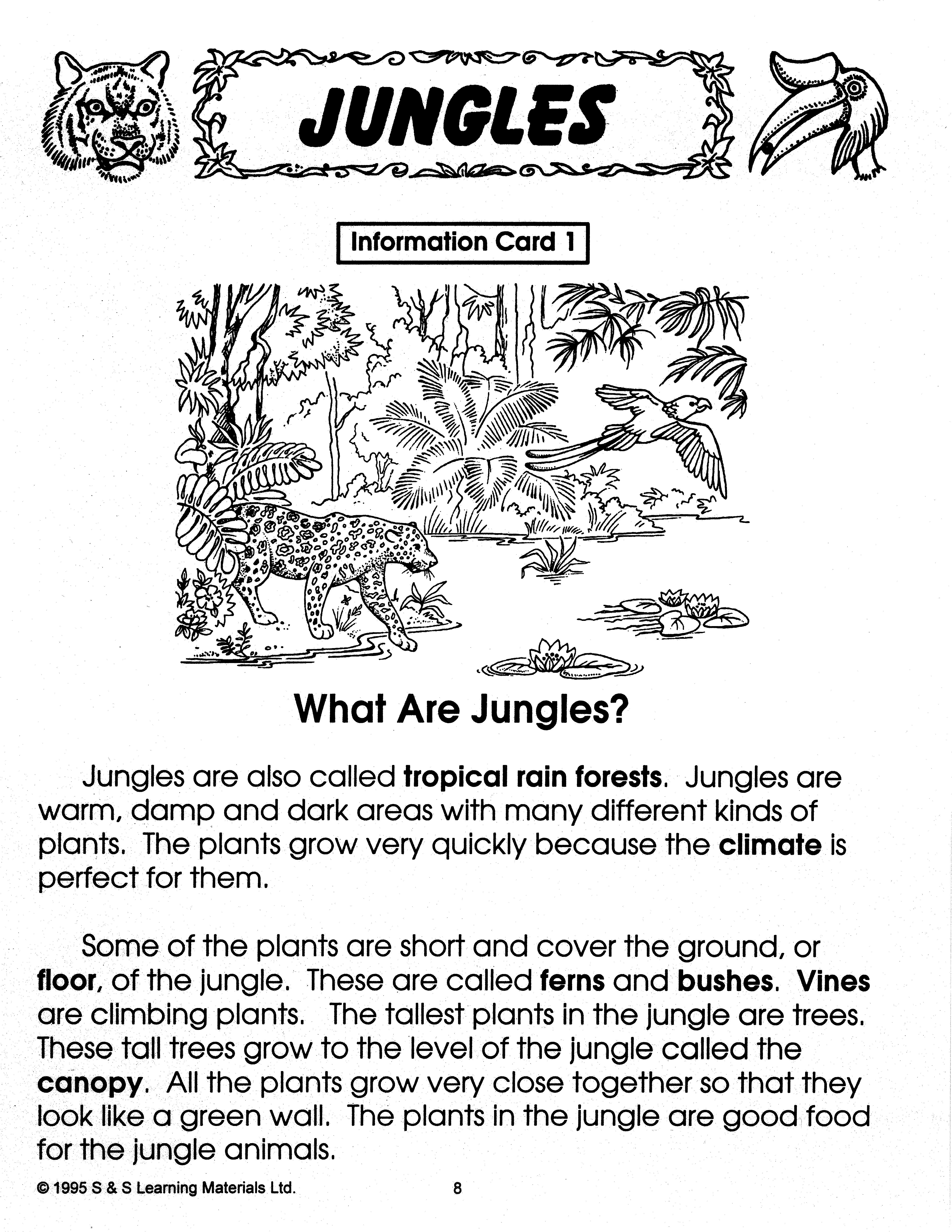 life in jungle essay